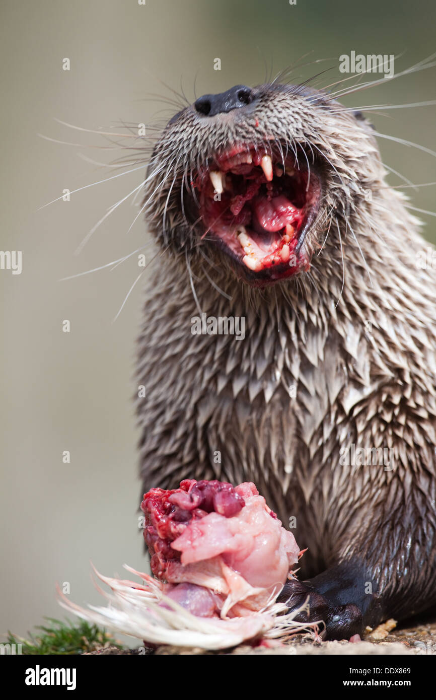 American River Otter Lontra (Lutra) canadensis. Close-up of head whilst eating, showing canine teeth dentition. Stock Photo
