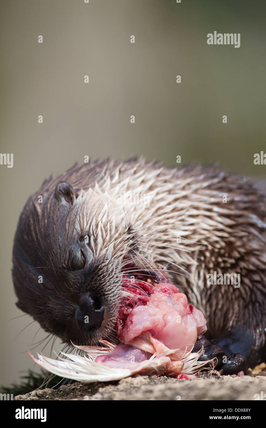 American River Otter Lontra (Lutra) canadensis. Close-up of head whilst eating, showing vibrissae. Stock Photo