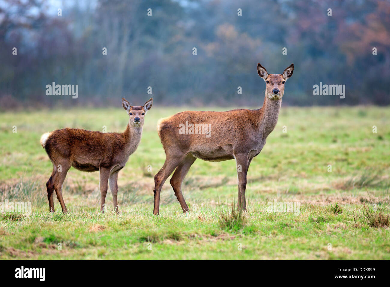 Whitetail fawn and its doe in a thick forest Stock Photo