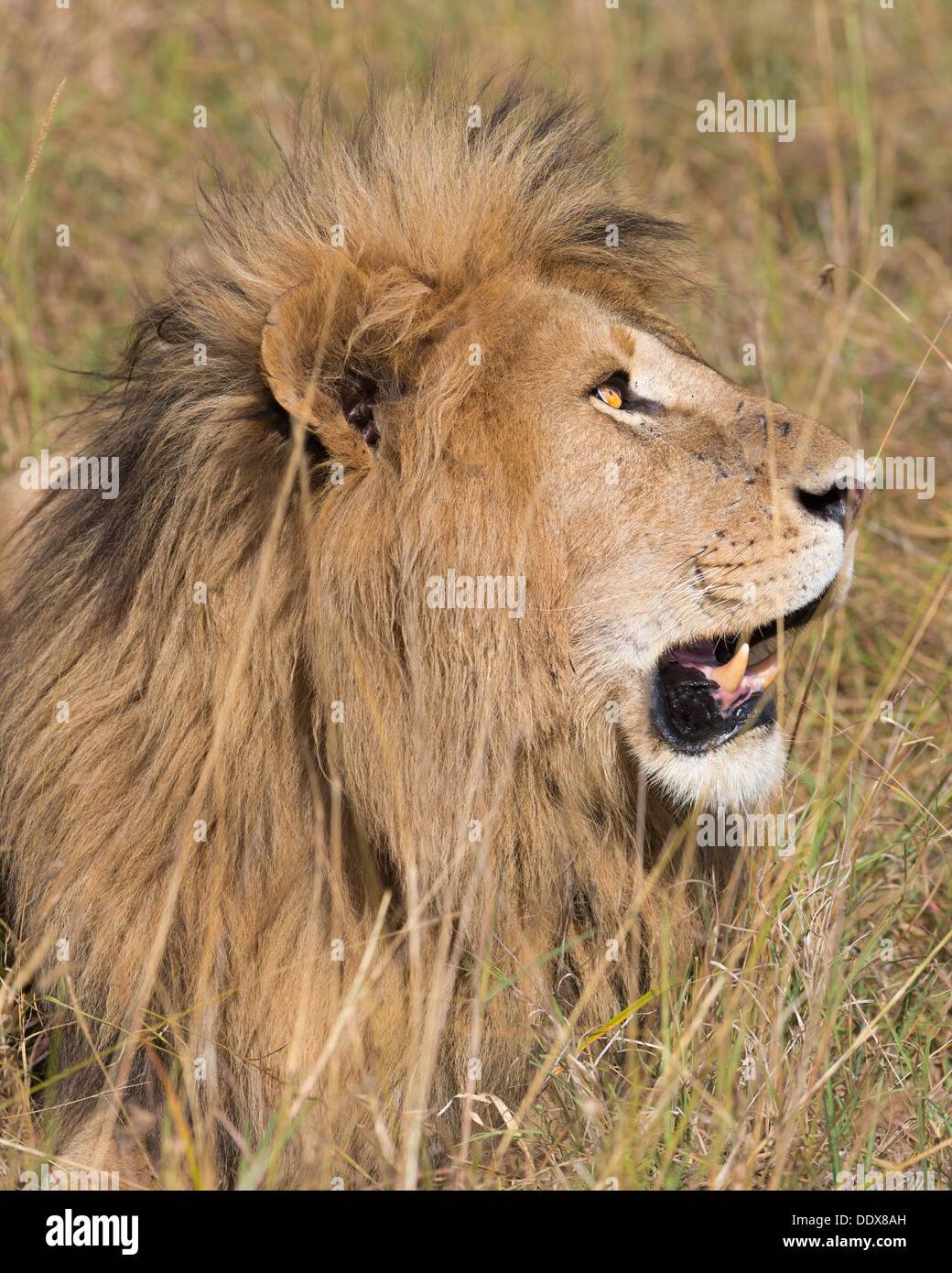 Adult African lion (Panthera leo) Stock Photo