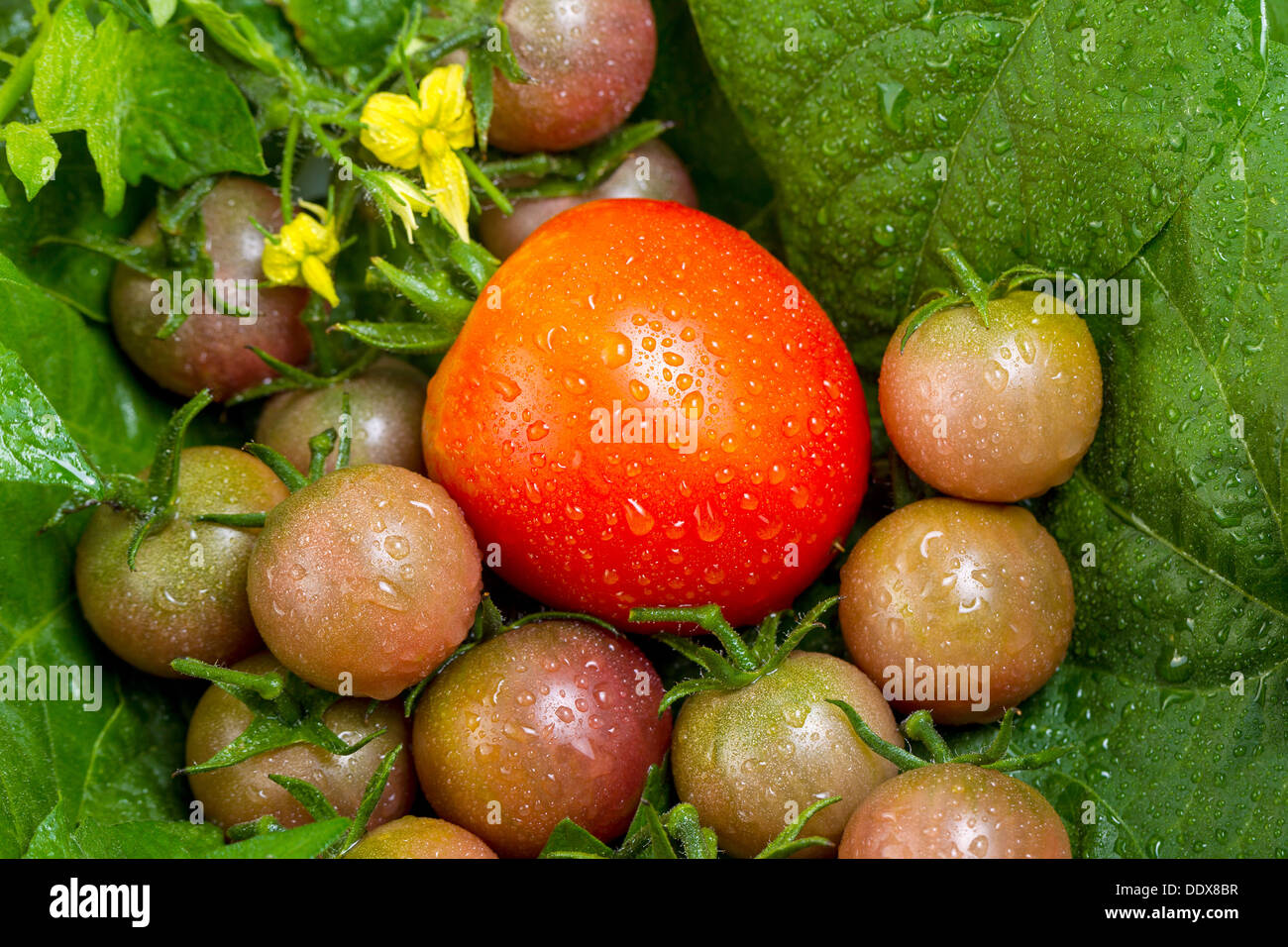 Focus on single large ripe tomato in a pile of freshly picked small tomatoes, water droplets on them, with green leaves and yell Stock Photo