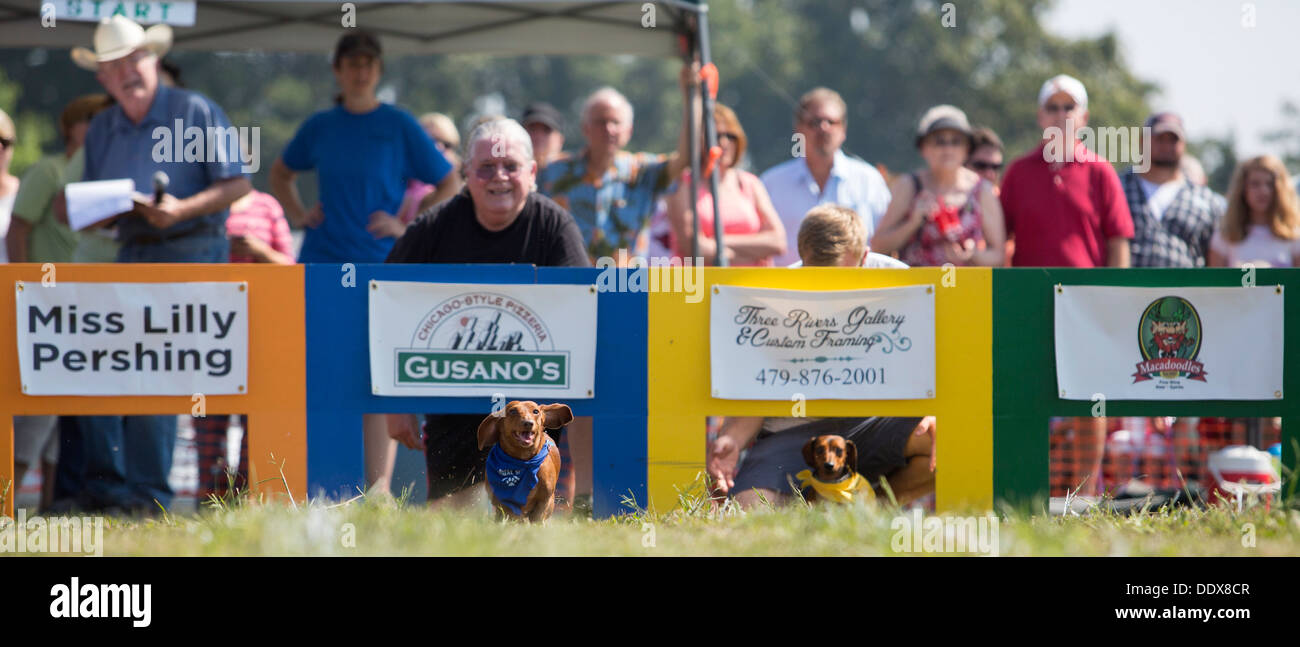 Dachshunds compete in the annual 'Wiener Takes All' Dachshund races in Bella Vista, Ark. Stock Photo