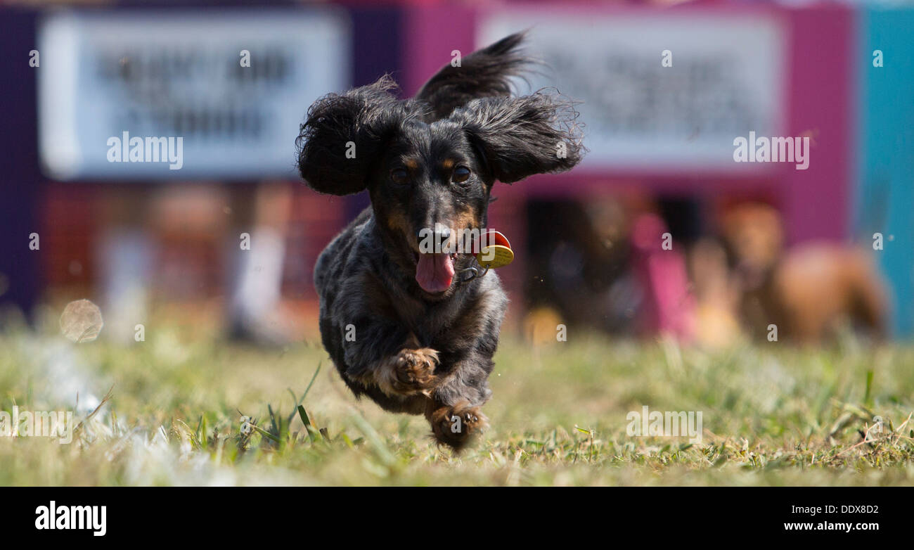 A longhaired dachshund competes in the annual 'Wiener Takes All' Dachshund races in Bella Vista, Ark. Stock Photo