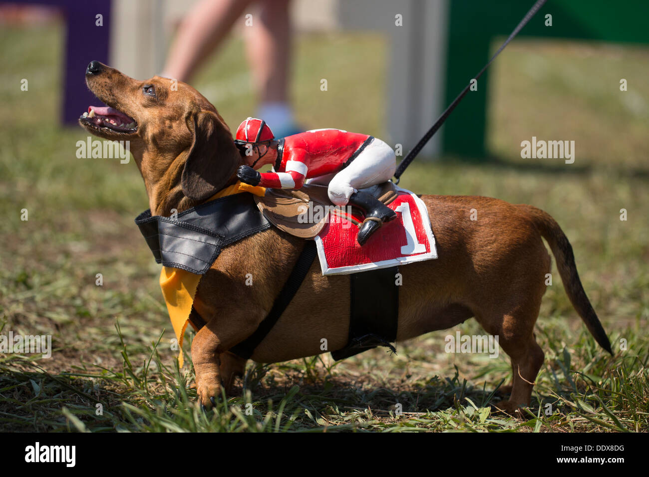 A shorthaired dachshund in costume pictured at the annual 'Wiener Takes All' Dachshund races in Bella Vista, Ark. Stock Photo