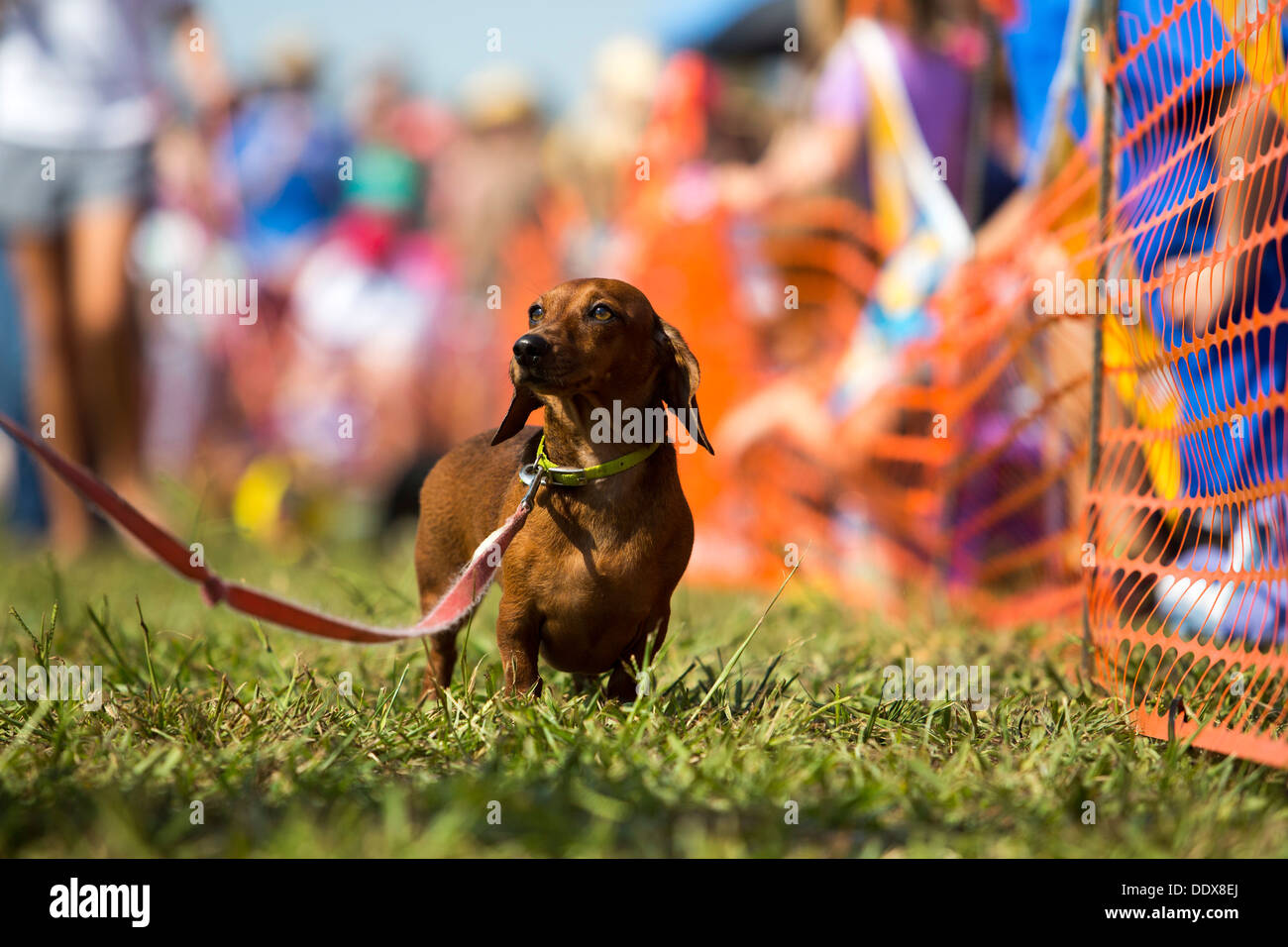 A shorthaired dachshund is led on a leash during the annual 'Wiener Takes All' Dachshund races in Bella Vista, Ark. Stock Photo