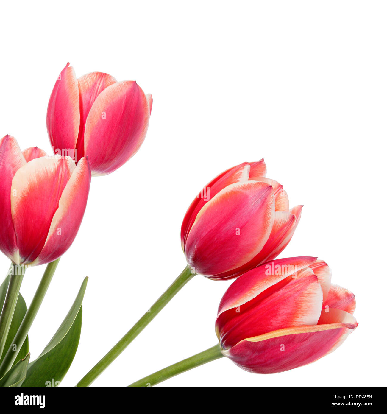 Flowers isolated on a white background Stock Photo - Alamy