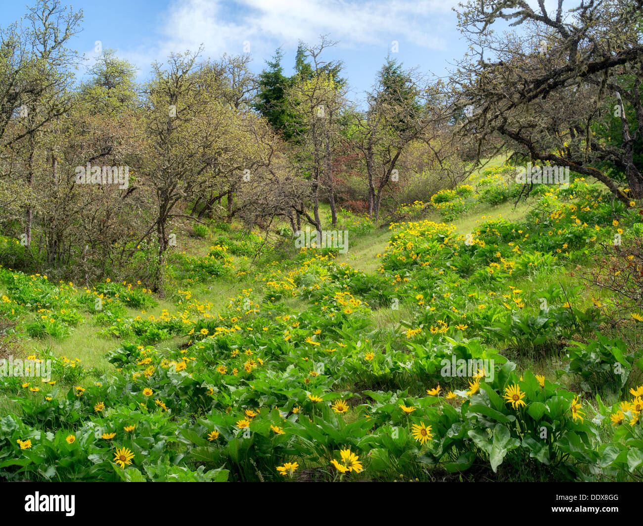 Balsamroot wildflowers. Columbia River Gorge National Scenic Area. Oregon Stock Photo