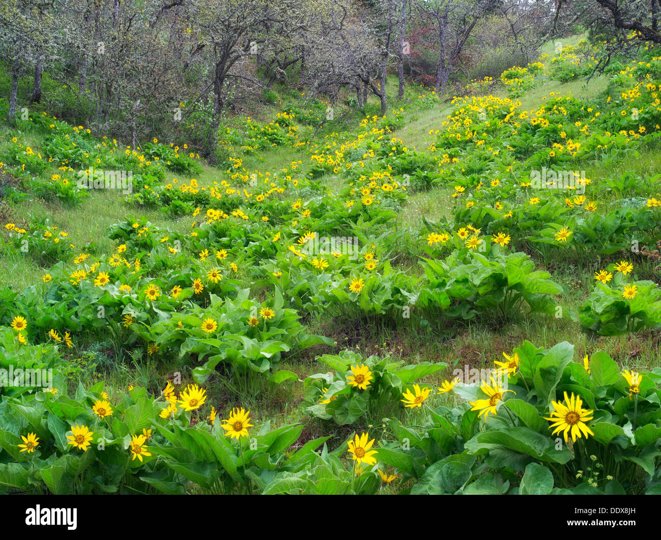Balsamroot wildflowers. Columbia River Gorge National Scenic Area. Oregon Stock Photo