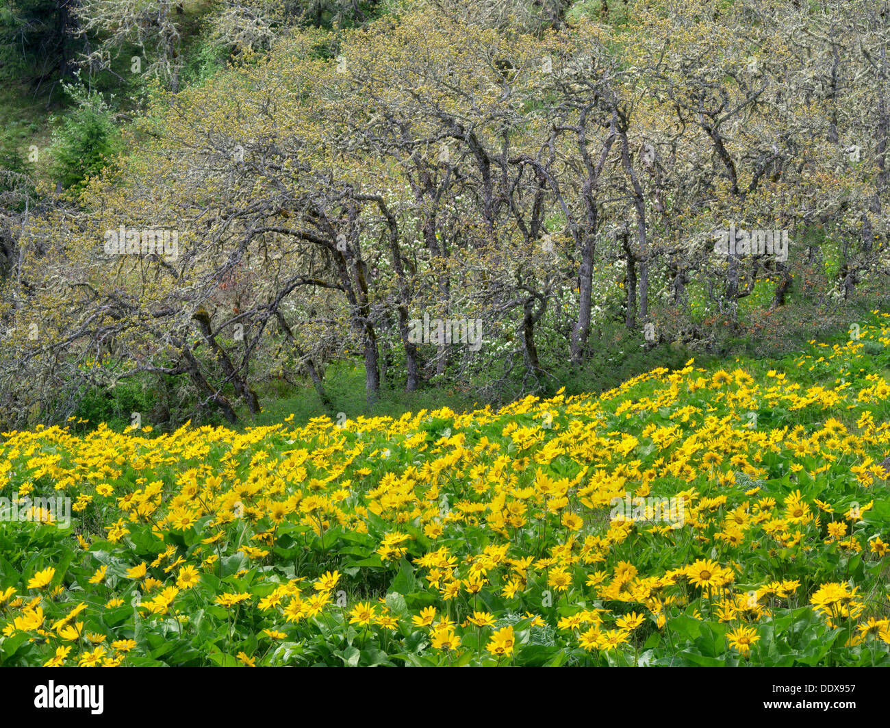 Balsamroot wildflowers and oak trees. Columbia River Gorge National Scenic Area. Oregon Stock Photo