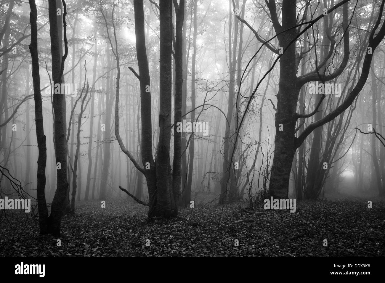 Botany fagaceae common Black and White Stock Photos & Images - Alamy