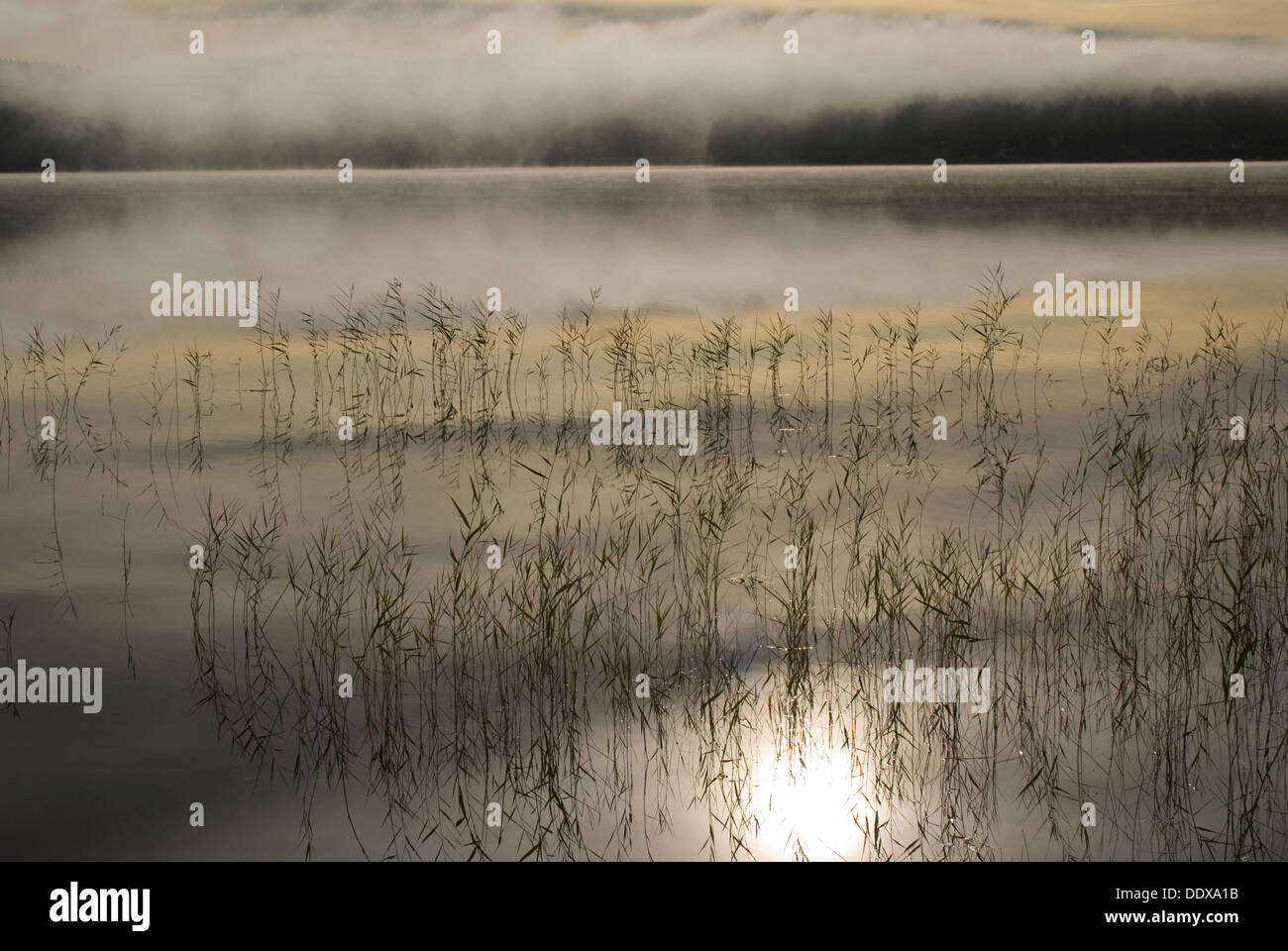 Early morning fog hovering over Lake Iväg, Sweden Stock Photo