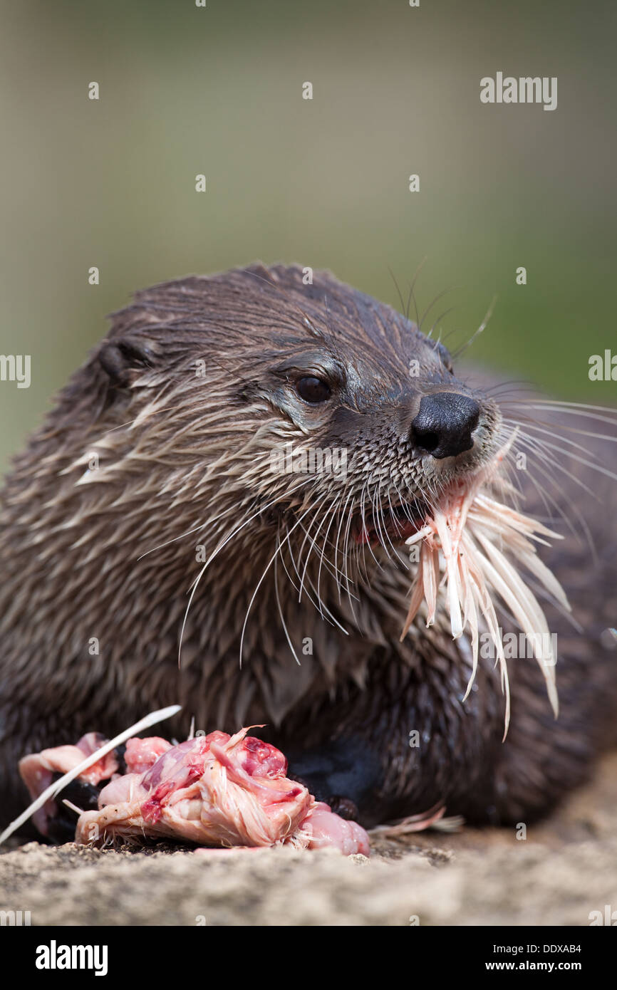 American River Otter Lontra (Lutra) canadensis. Close-up of head whilst eating, showing vibrissae. Stock Photo