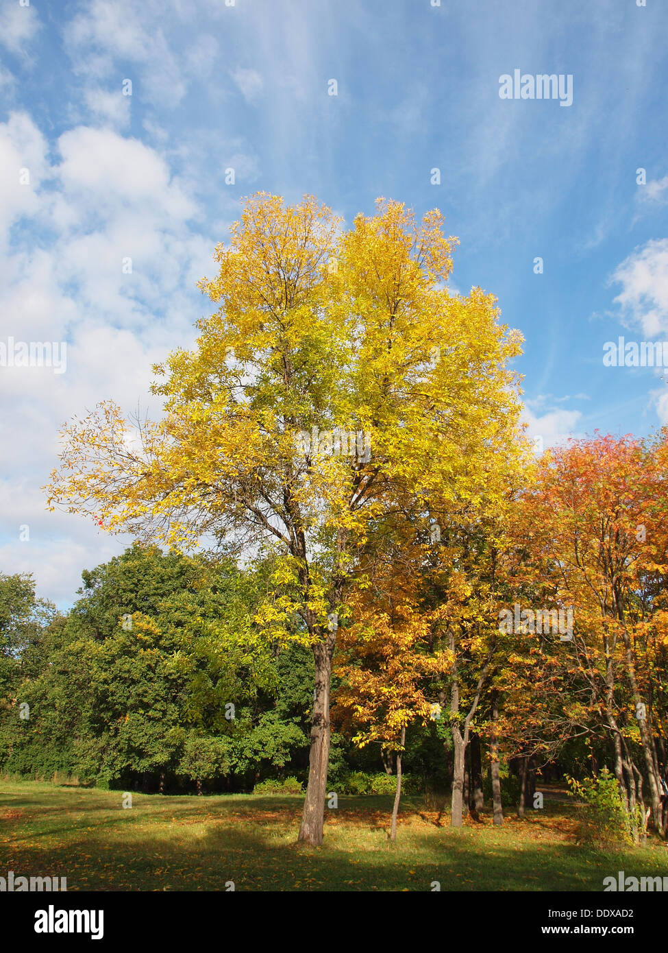 Park in the fall Stock Photo - Alamy