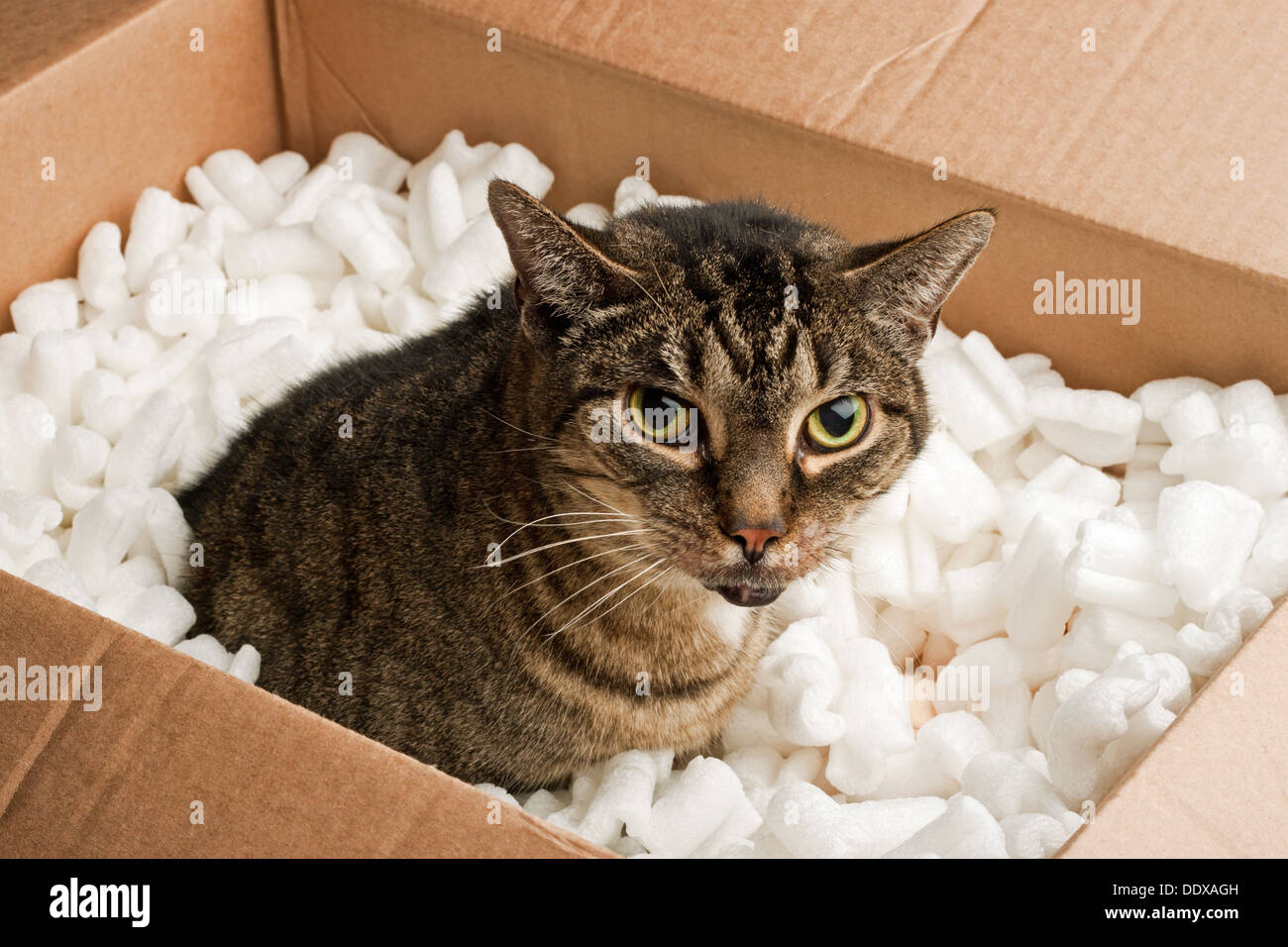 Annoyed cat in cardboard box of packing peanuts Stock Photo