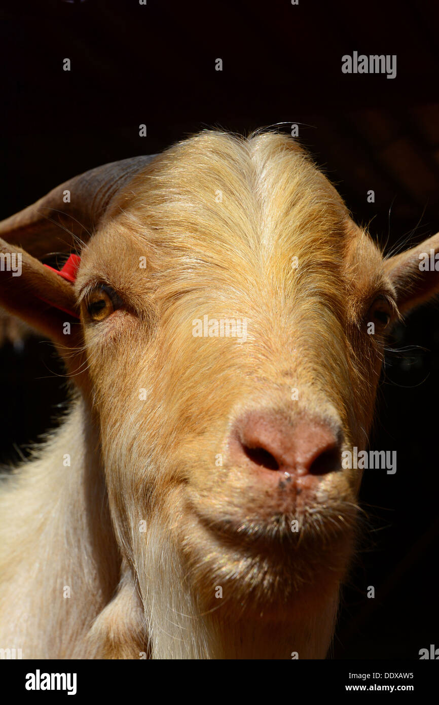 Goat,  Head portrait, Stock Photo
