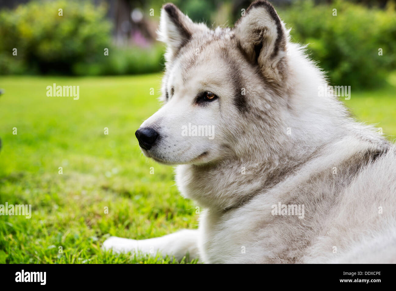 With white fur dog peacefully lay at garden Stock Photo Alamy