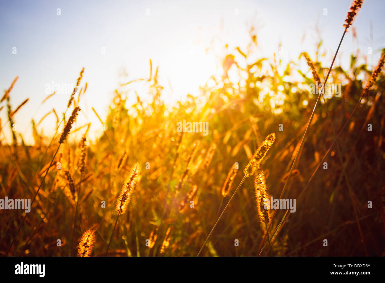 Field dry yellow grass hi-res stock photography and images - Alamy