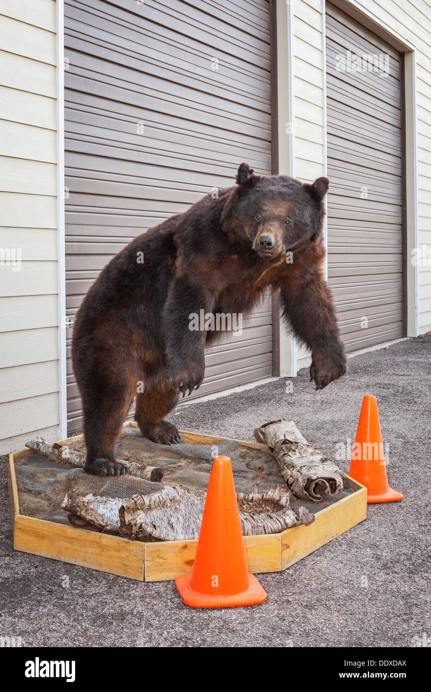 Stuffed bear outside a storage unit, South Dakota Stock Photo