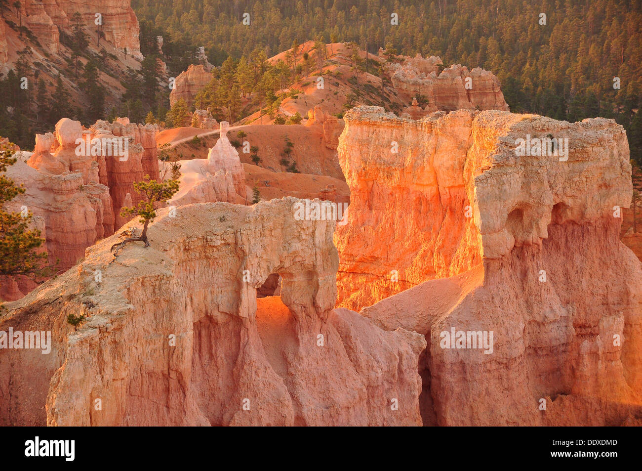 Panorama of Bryce Canyon NP, Utah, USA Stock Photo