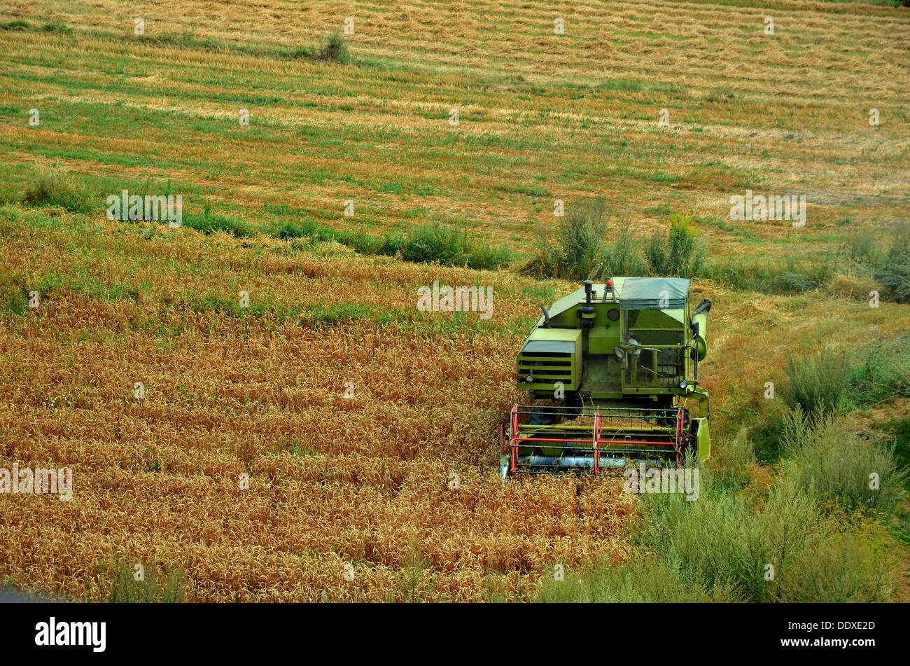 Harvesting combine cropping cereal field in aoutumn sun Stock Photo