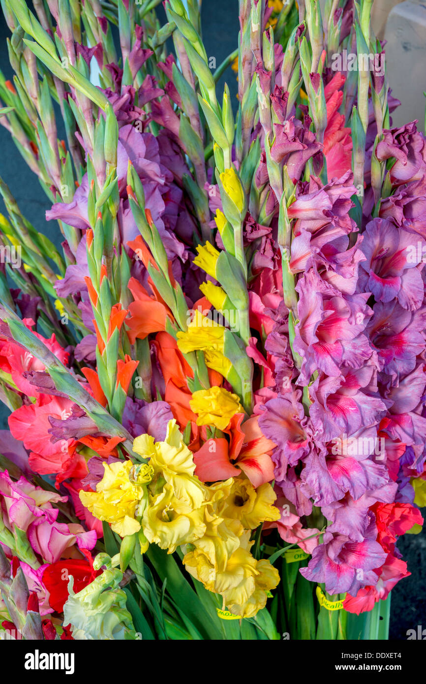 Beautiful Iris flowers for sale at a local market Stock Photo Alamy