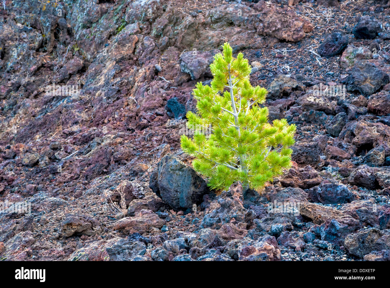 Red Tree Rock Red rocks landscape nature hi-res stock photography and images - Alamy