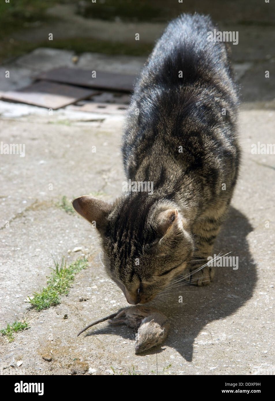 Black angry cat caught a mouse. Predator. Stock Illustration by