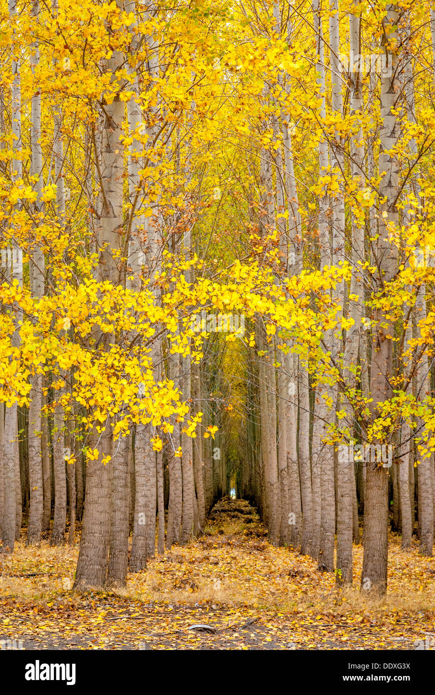Row trees in forest hi-res stock photography and images - Alamy