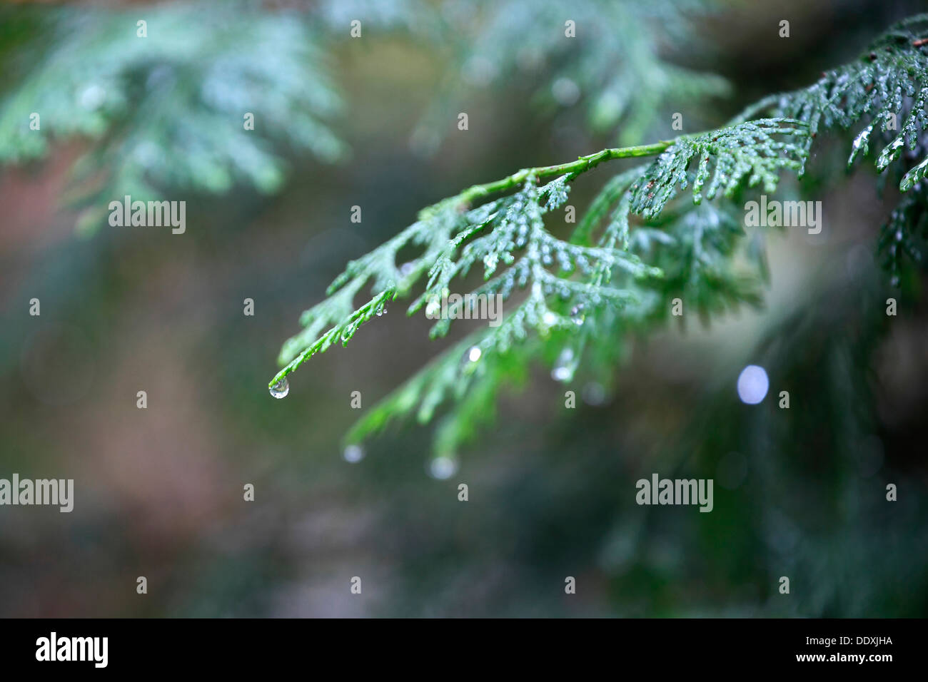 Water drops on cypress leaves Stock Photo