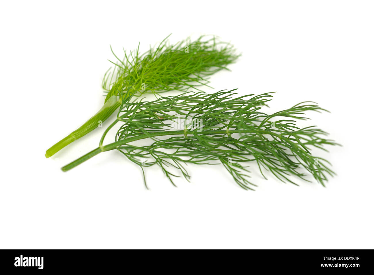 Dill, Fresh, Raw Stock Photo Alamy