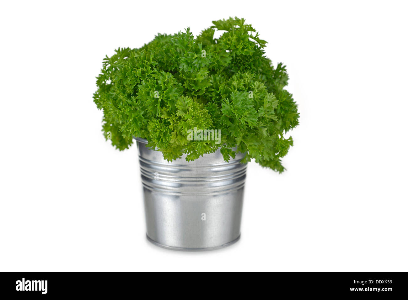 Parsley, Curly Stock Photo