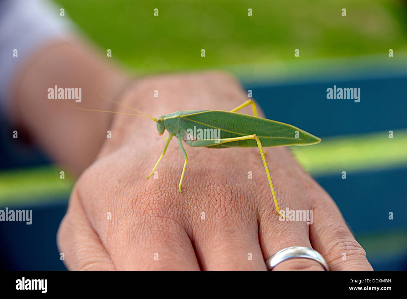 Kalbarri National Park Western Australia leaf insect Stock Photo