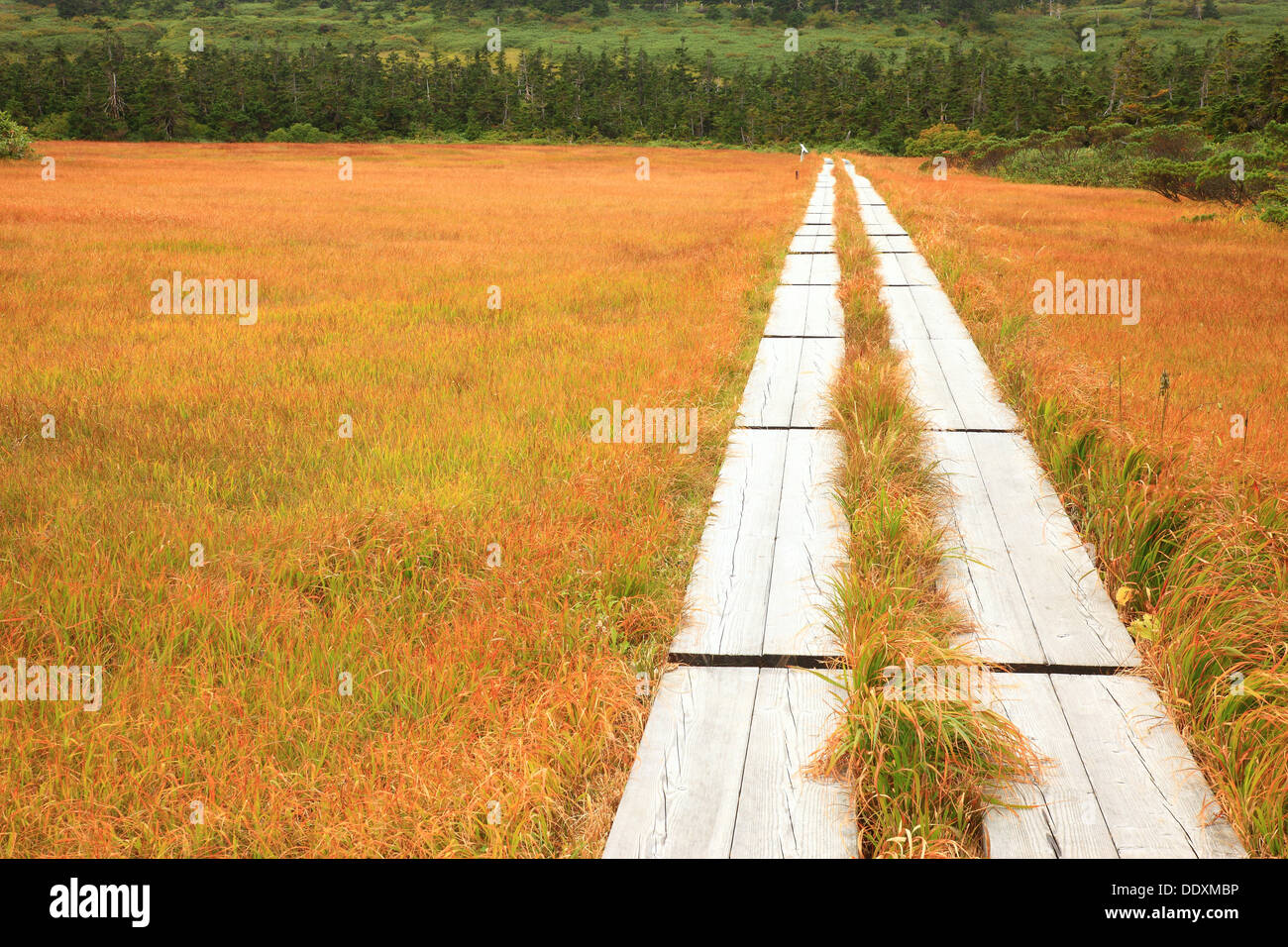 Hachiman wetlands, Iwate Prefecture Stock Photo