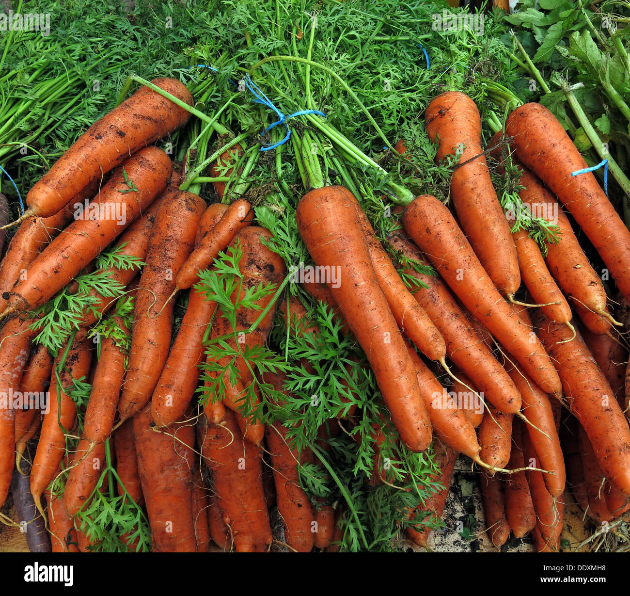 Organic Carrots with leaves at farmers market, Warrington, Cheshire, England, UK Stock Photo
