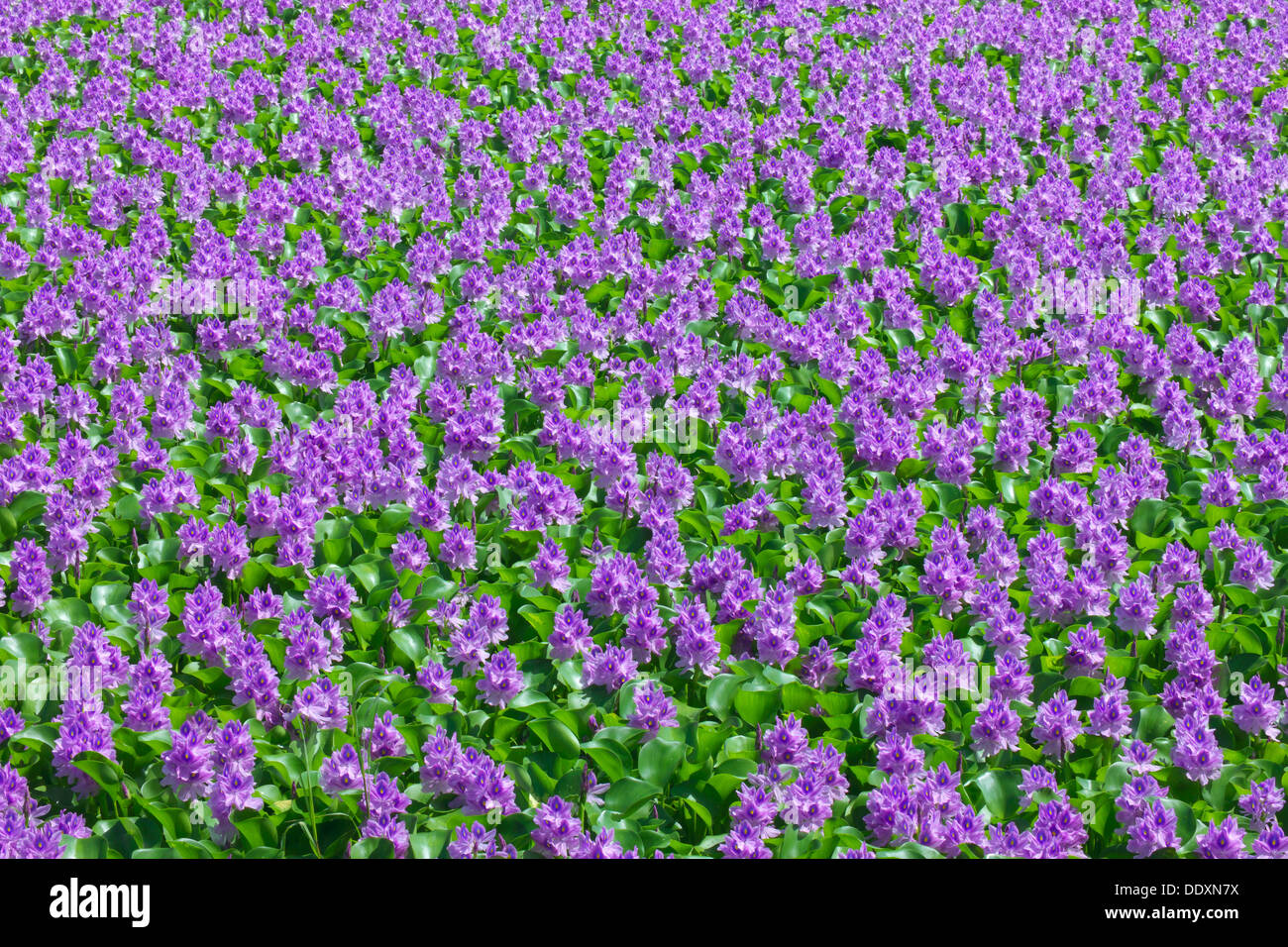 Aoi plant hi-res stock photography and images - Alamy