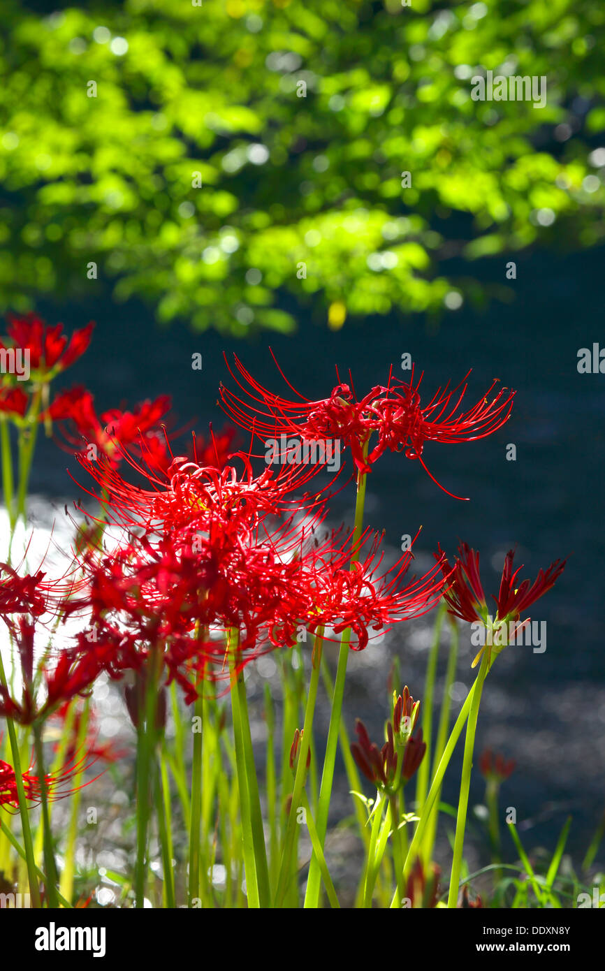 Red spider lilies Stock Photo Alamy