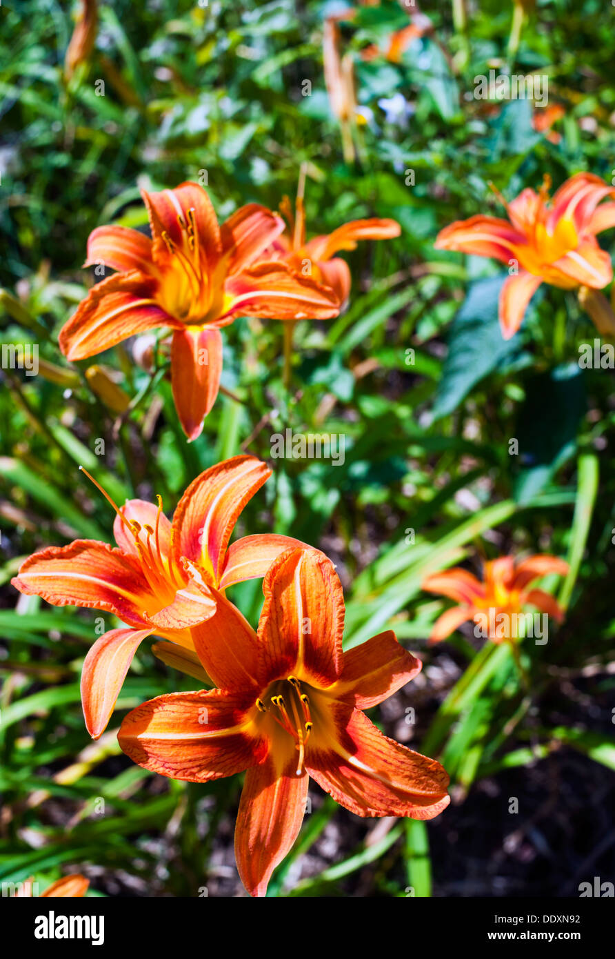 Tiger Lily Lilies (Lilium columbianum) Stock Photo