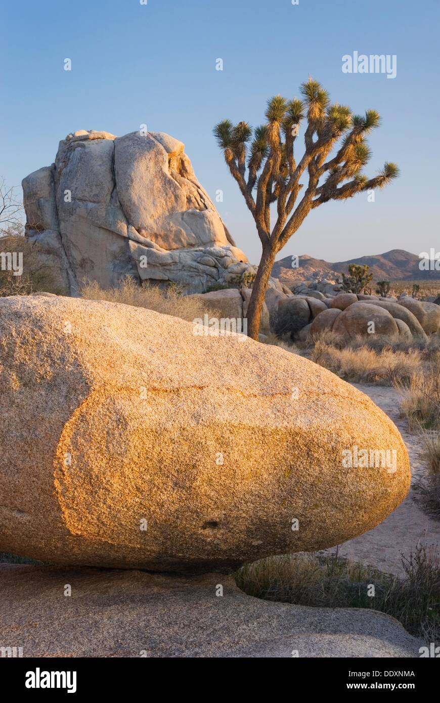 Joshua tree Yucca brevifolia and granite boulders, Joshua Tree National
