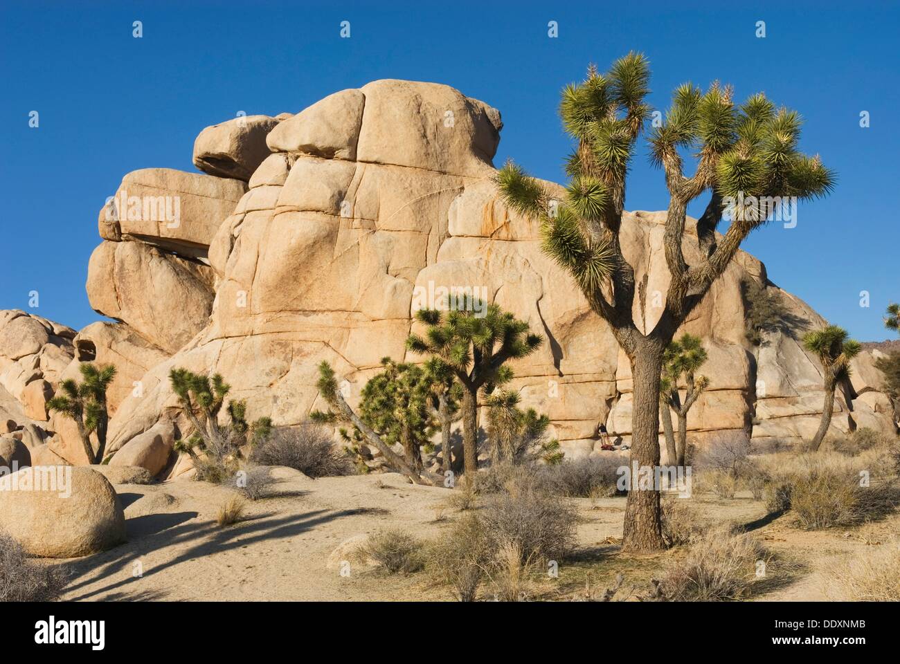 Joshua tree Yucca brevifolia and granite boulders, Joshua Tree National
