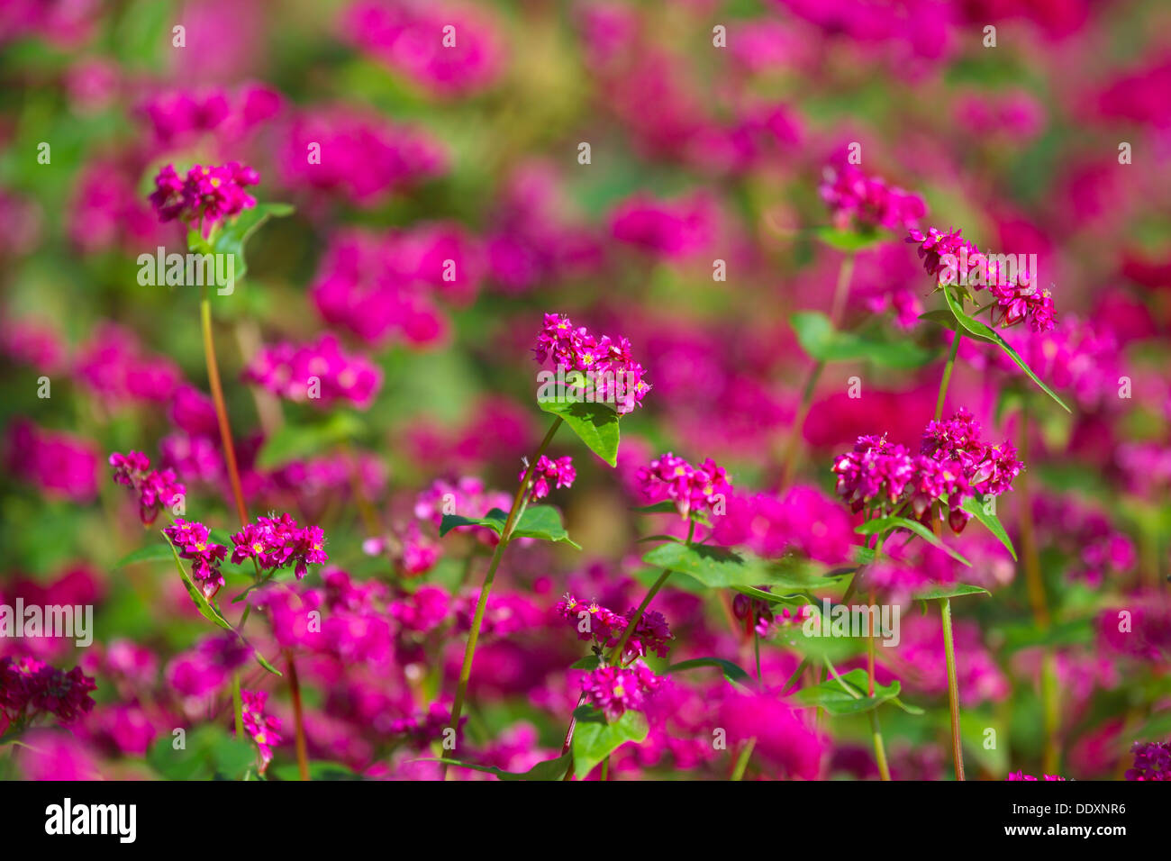 Red buckwheat flowers Stock Photo