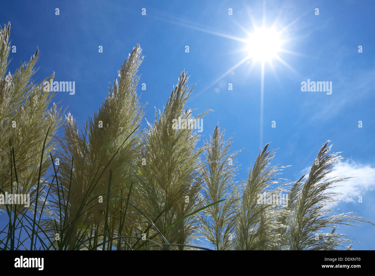 Pampas grass and sky Stock Photo Alamy
