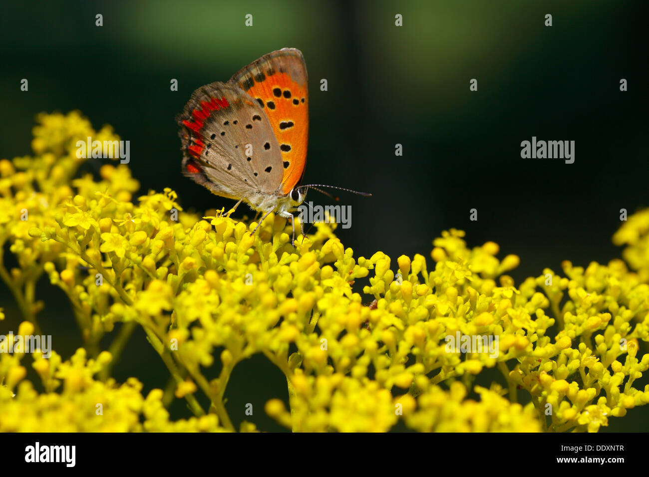 Lycaenidae butterfly Stock Photo