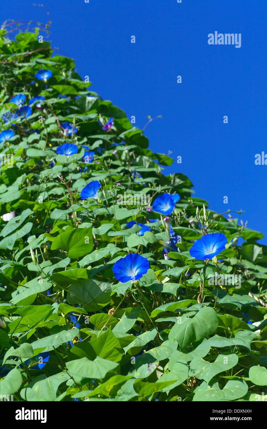 Morning glory flowers and sky Stock Photo