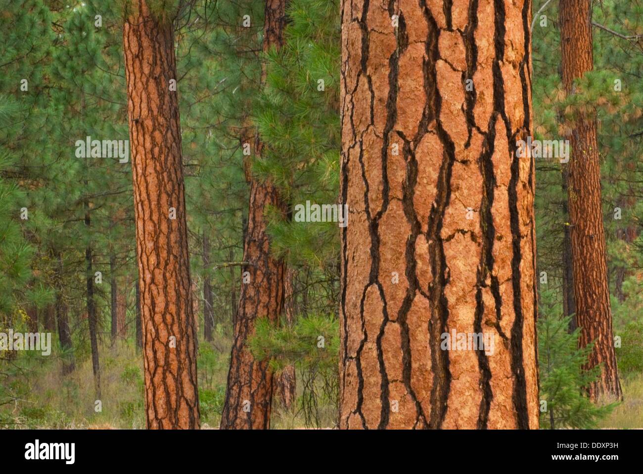 Ponderosa Pines Pinus ponderosa Deschutes National Forest Oregon Stock