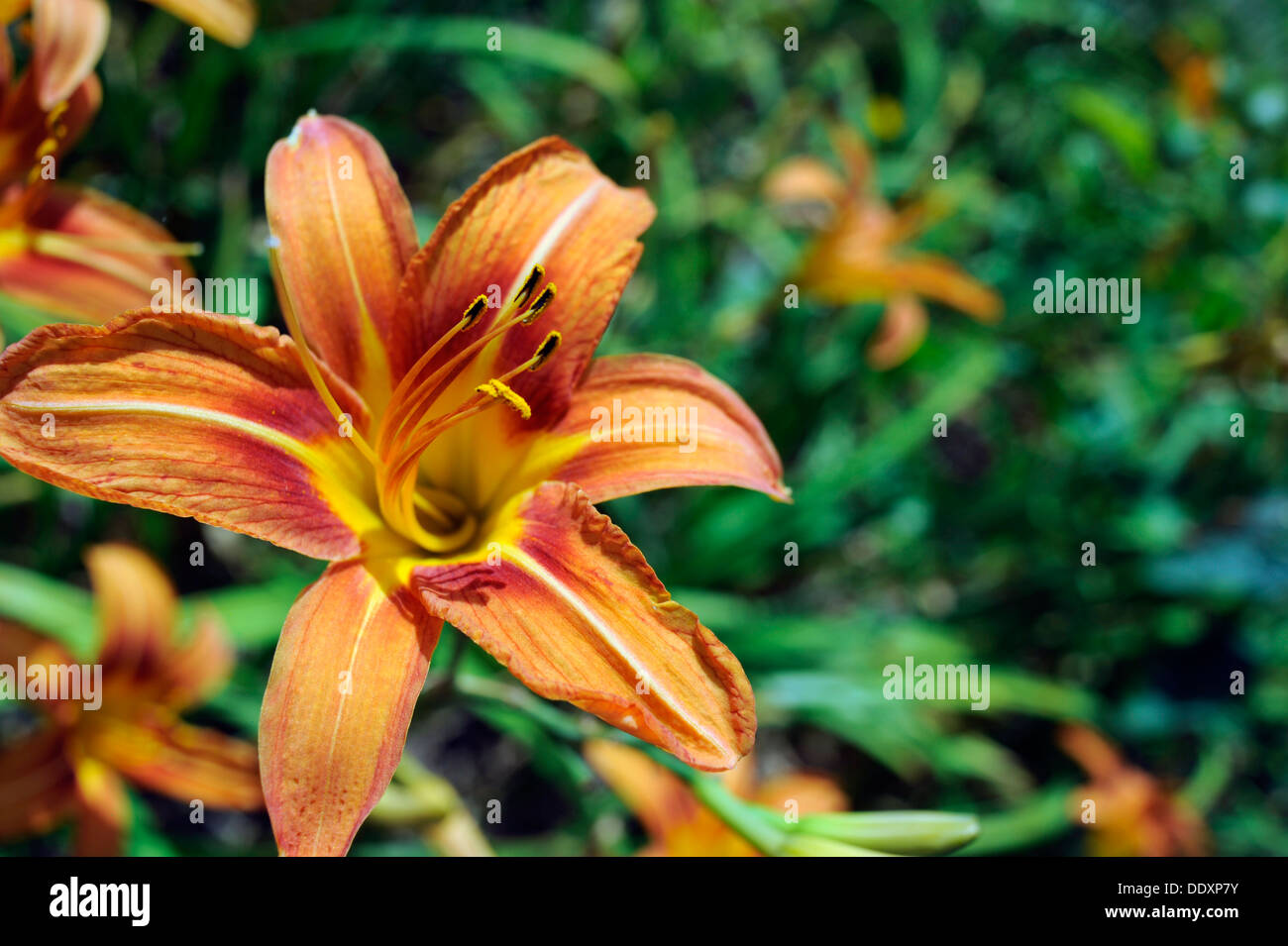 Tiger Lily (Lilium columbianum) Stock Photo