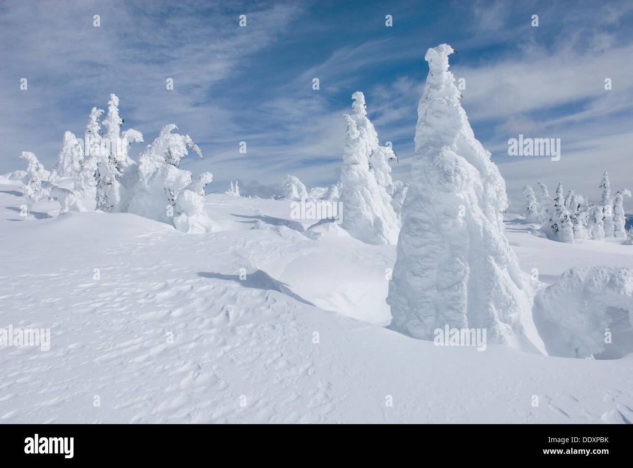 Snow encased trees on Big Buck Mountain, Mountain, Manning Provincial