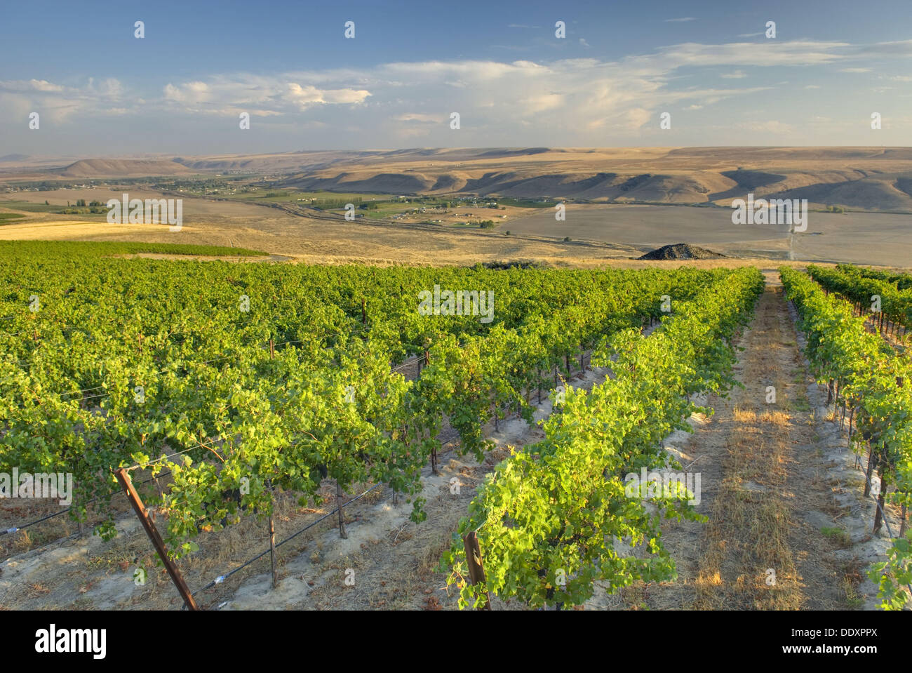 View of vineyards on Goose Ridge a premium wine growing area of the famed Columbia Valley Washington USA Stock Photo