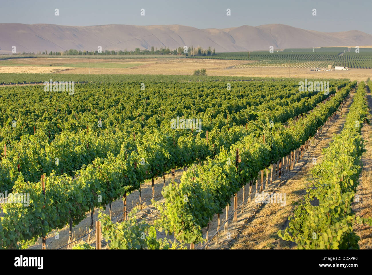 View of vineyards on Goose Ridge a premium wine growing area of the famed Columbia Valley Washington USA Stock Photo