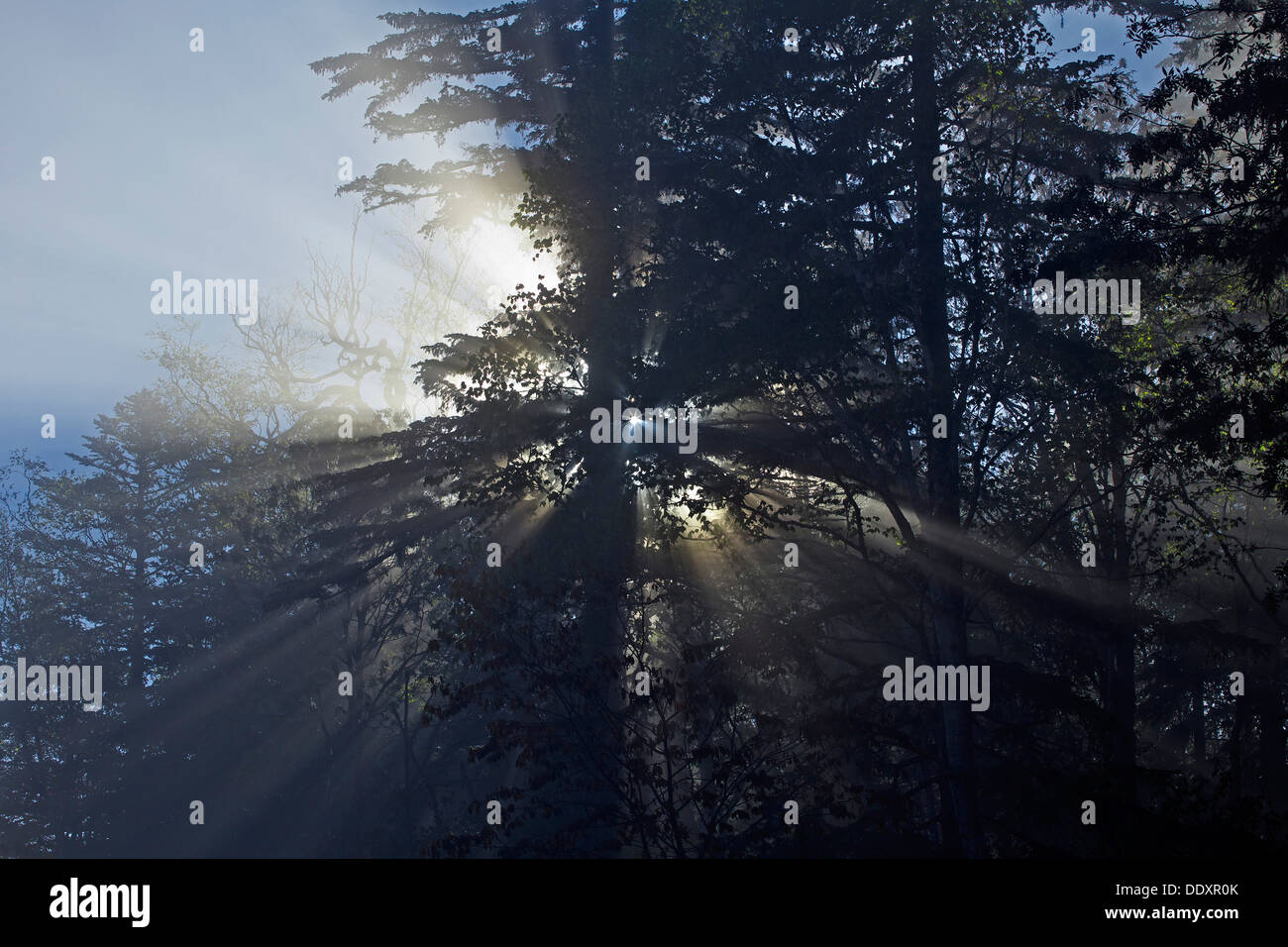 Light filtering through trees Stock Photo Alamy