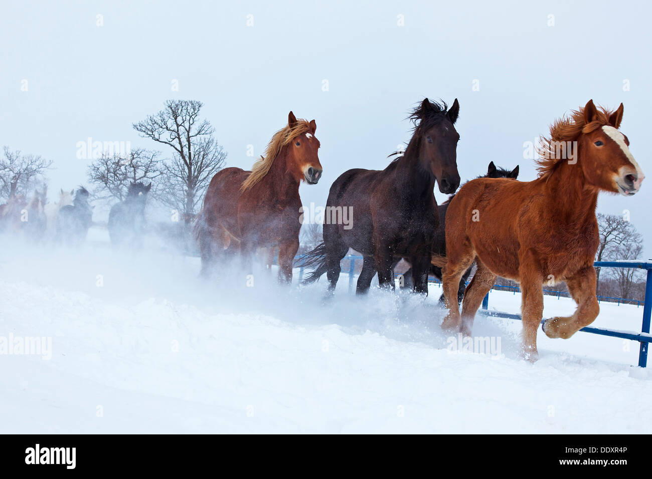 Horses running in the snow, Hokkaido Stock Photo